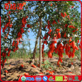 Goji fruits avantages onde comprar goji berry vague encontrar goji berry